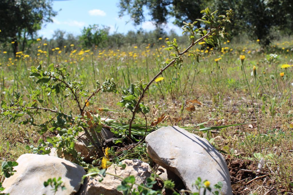 Azienda agricola amica della biodiversit